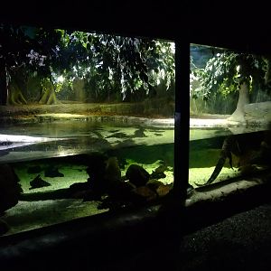 Crocodile Exhibit at SLC London, 17/11/11