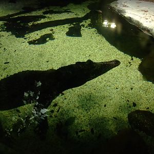 Crocodile Exhibit at SLC London, 17/11/11