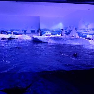 Penguin Exhibit at SLC London, 17/11/11