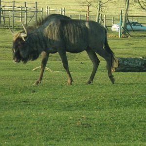 wildebeest