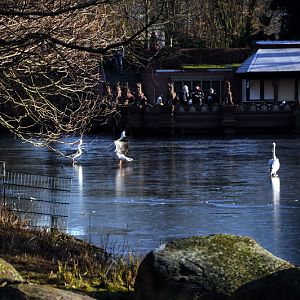 Frozen lake at Hamburg