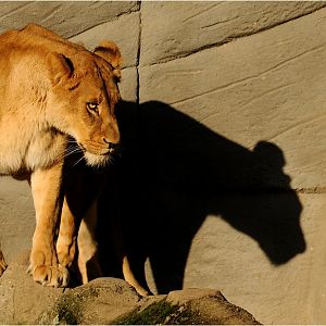Lioness at Hamburg