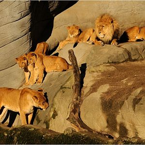 Lions at Hamburg