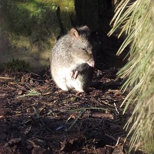 Long nosed potoroo at Blackpool Zoo 15/01/12