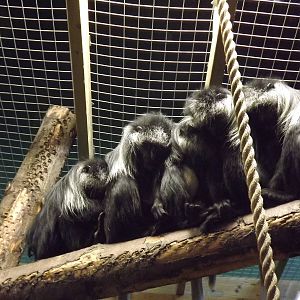 King colobus monkeys at Blackpool Zoo 15/01/12