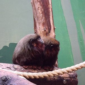 Red titi's at Blackpool Zoo 15/01/12