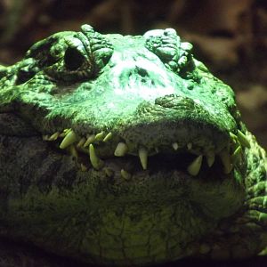 Yacare caiman at Blackpool Zoo 15/01/12