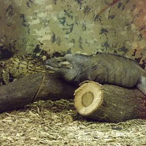 Reptile house at Blackpool Zoo 15/01/12