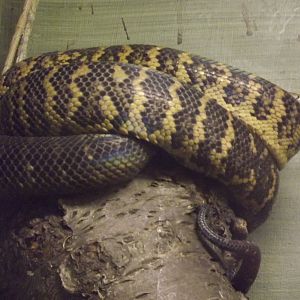 Jamaican Boa at Blackpool Zoo 15/01/12