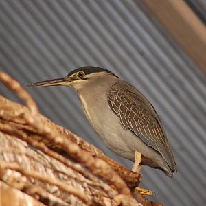 Striated Heron