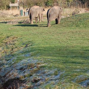 Elephants on Grass Paddock