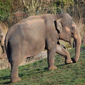 Elephant on Grass Paddock