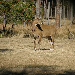 nilgai