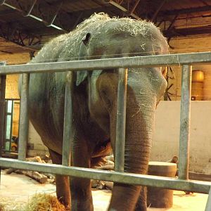 Indian elephant at Blackpool Zoo 15/01/12