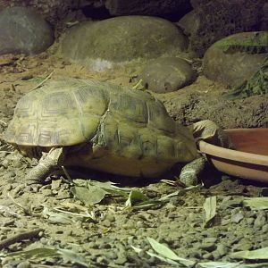 Tortoise species at Blackpool Zoo 16/01/12