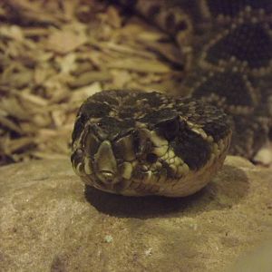 Eastern diamondback rattlesnake at Blackpool Zoo 15/01/12