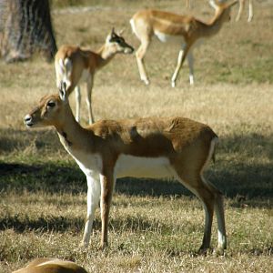 blackbuck