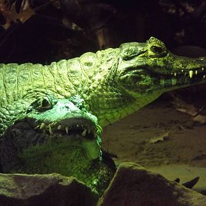 Yacare caiman at Blackpool Zoo 15/01/12