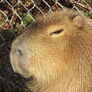 Capybara at Blackpool Zoo 15/01/12