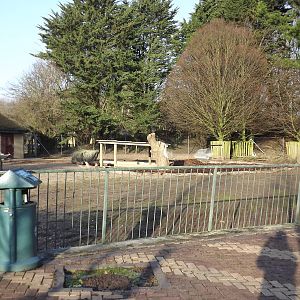 Giant anteater development at Blackpool Zoo 15/01/12