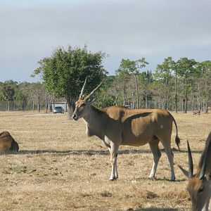 common eland