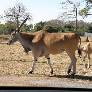 common eland