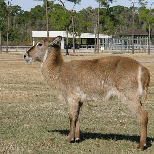 waterbuck