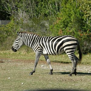 grants zebra
