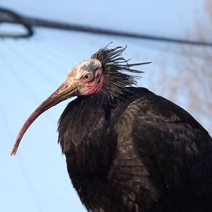 Waldrapp Ibis at Blackpool Zoo 15/01/12
