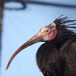 Waldrapp Ibis at Blackpool Zoo 15/01/12