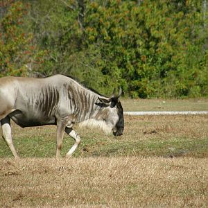 common wildebeest