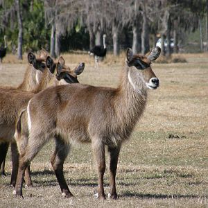 waterbuck