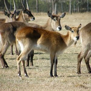 red lechwe