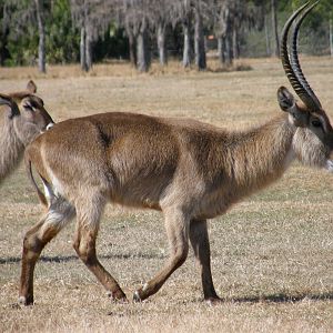 waterbuck
