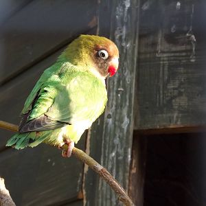 Black cheeked love bird at Blackpool Zoo 15/01/12