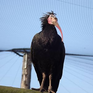 Waldrapp Ibis at Blackpool Zoo 15/01/12