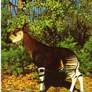 Catskill Game Farm Postcard