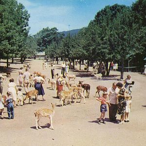 Catskill Game Farm Postcard