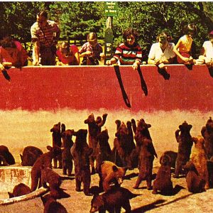 Catskill Game Farm Postcard