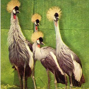 Catskill Game Farm Postcard