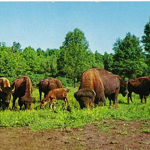 Catskill Game Farm Postcard