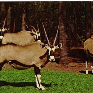 Catskill Game Farm Postcard