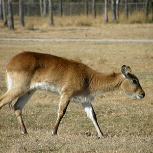 red lechwe