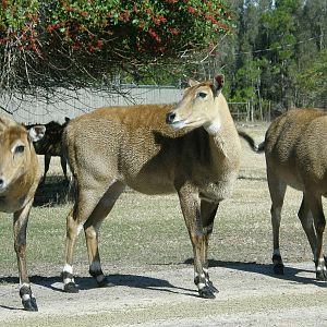 nilgai