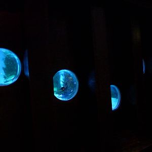 Bubble windows into main tank