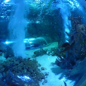 Bubble window into main tank