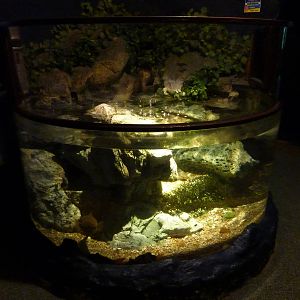 Large freshwater fish tank