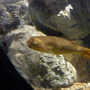 George the Mbu pufferfish