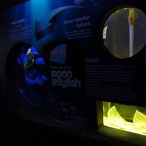 Jellyfish life cycle tanks