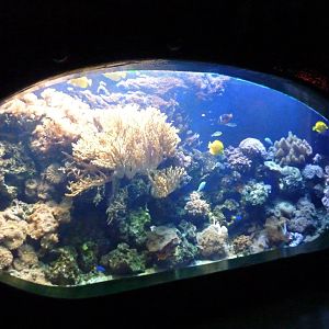 One of the tanks lining the HMS Sub Tropical